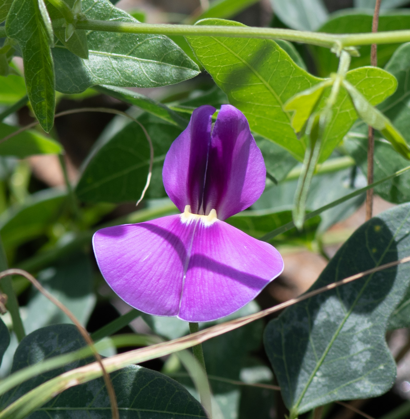 Image of Vigna frutescens specimen.