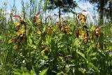 Cypripedium calceolus