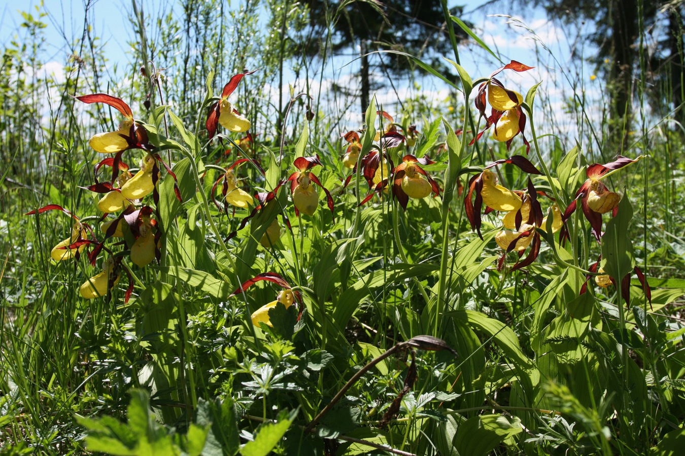 Изображение особи Cypripedium calceolus.