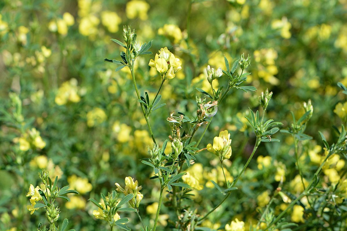 Изображение особи Medicago falcata.