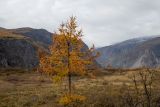 Larix sibirica. Молодое дерево с шишками и с осенней хвоей. Республика Алтай, Улаганский р-н, перевал Кату-Ярык близ дол. р. Чулышман. 01.10.2020.