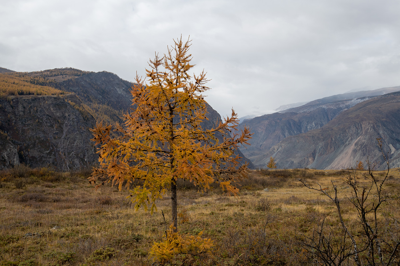 Изображение особи Larix sibirica.