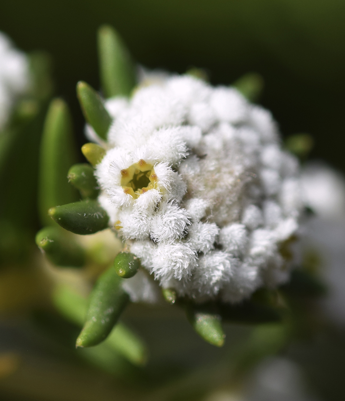 Image of Phylica ericoides specimen.