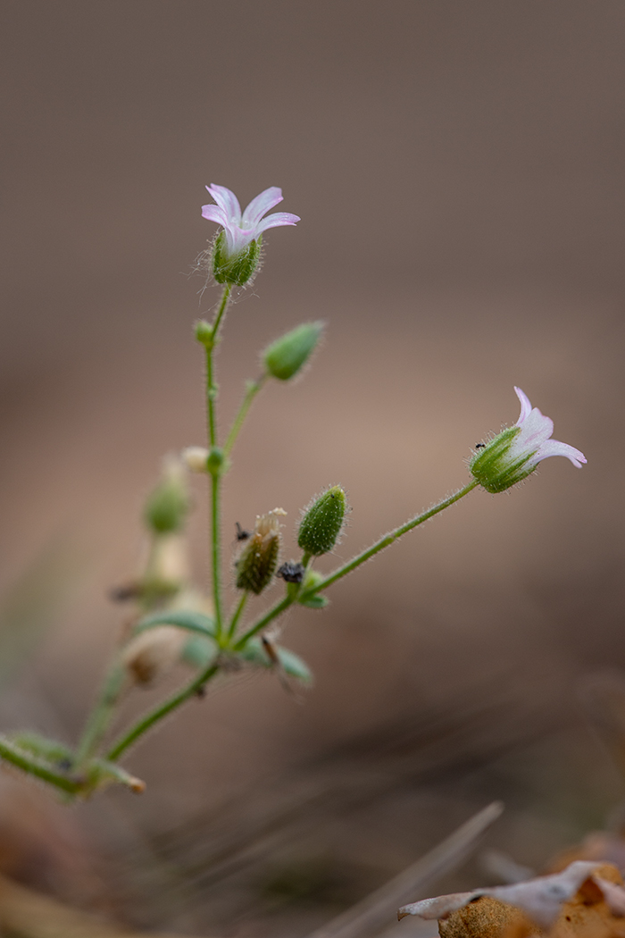 Image of Cerastium schmalhausenii specimen.