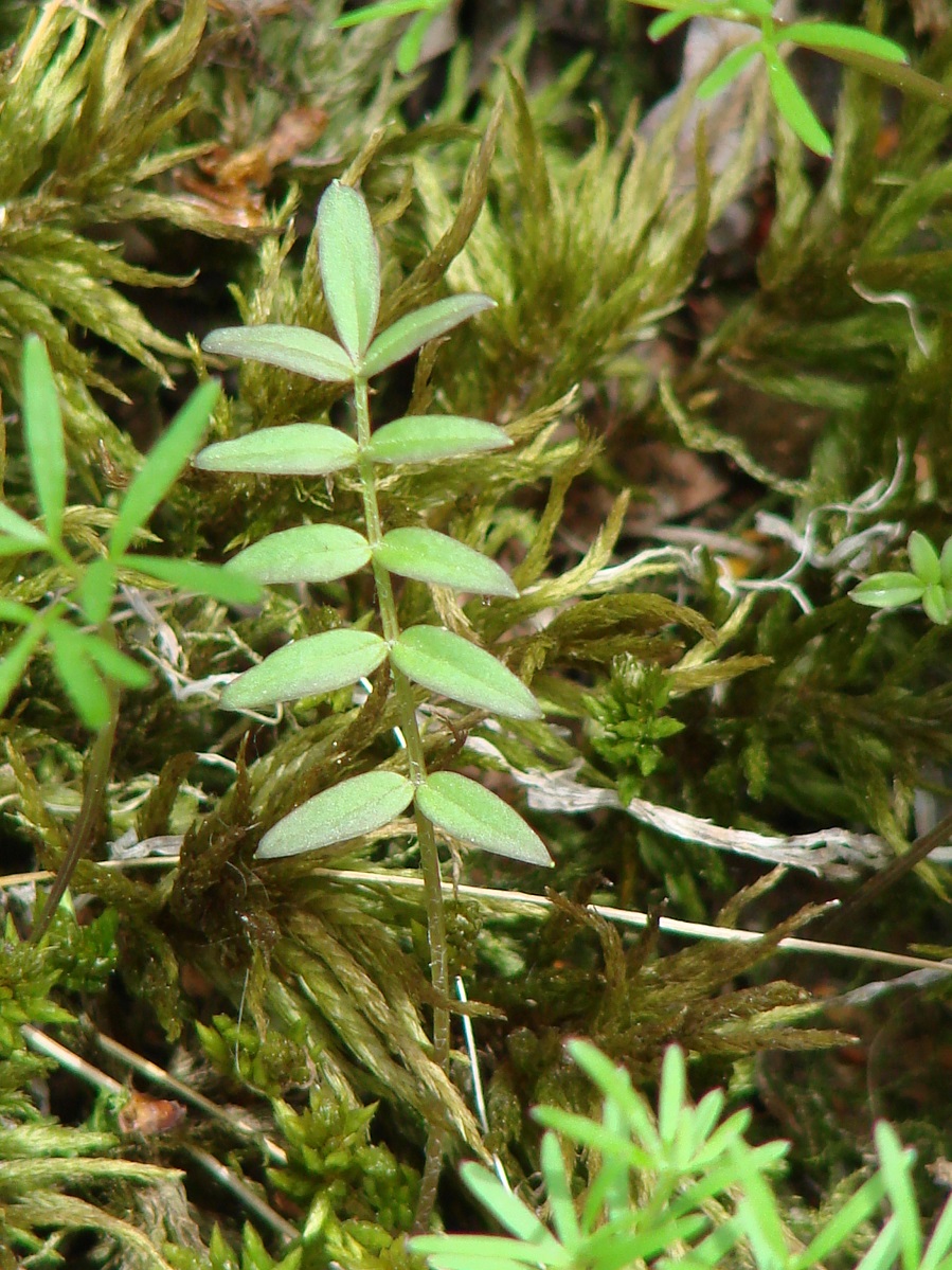 Image of Polemonium chinense specimen.