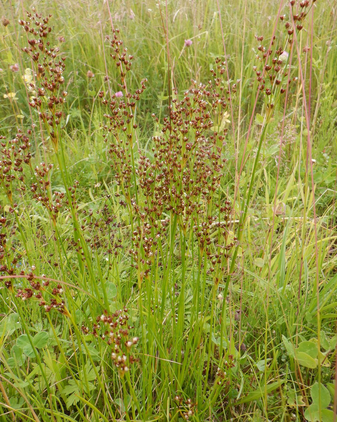 Изображение особи Juncus alpino-articulatus.