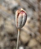 genus Tulipa. Вскрывшийся плод. Волгоградская обл., Камышинский р-н, Лебяженское сельское поселение, окр. горы Уши, песчаный овраг. 31.05.2019.