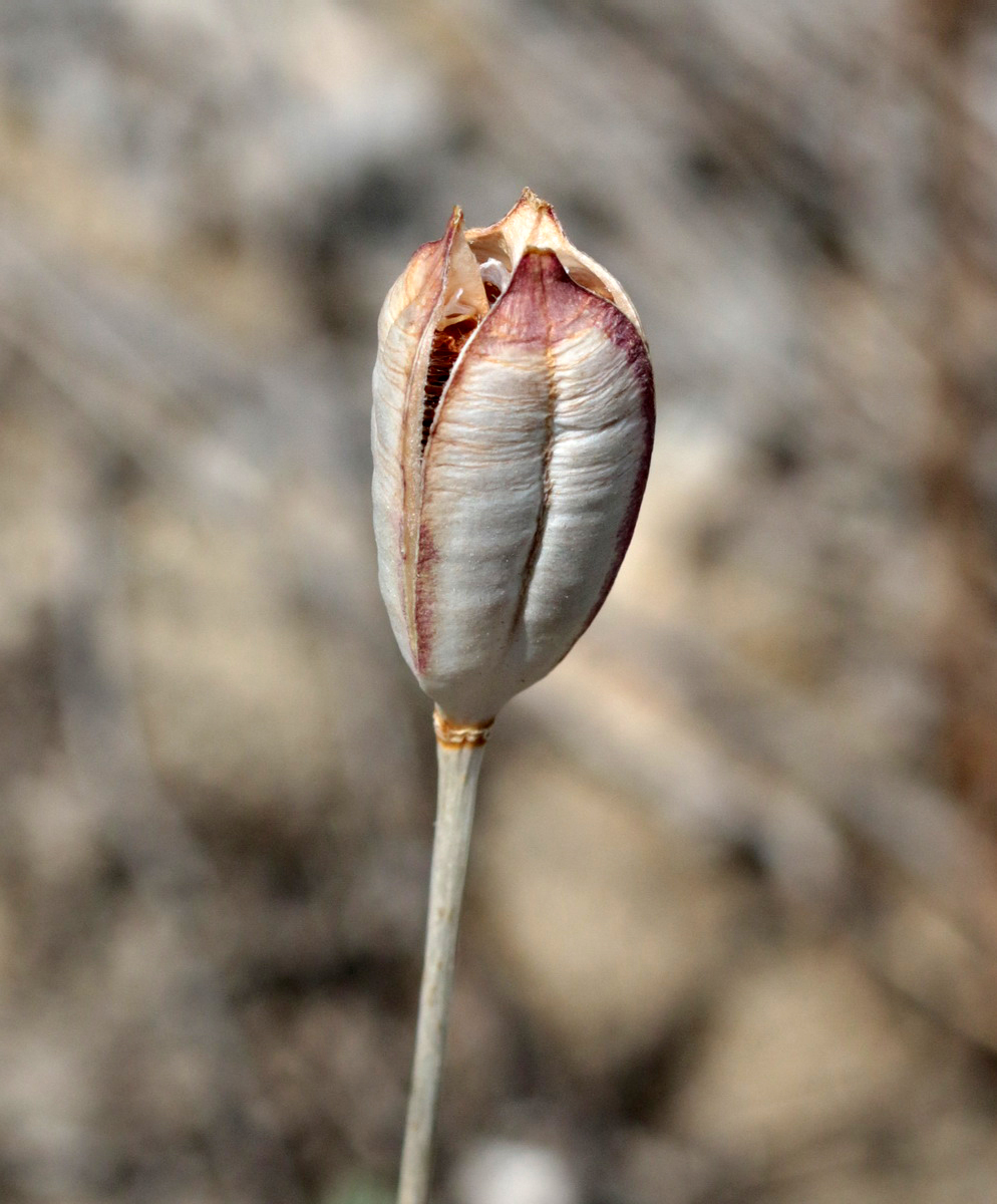 Изображение особи род Tulipa.