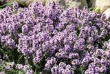 Thymus ovatus. Верхушка цветущего растения. Саратовская обл., Хвалынский р-н, пос. Алексеевка, сад при церкви Иоанна Кронштадтского. 18.06.2019.