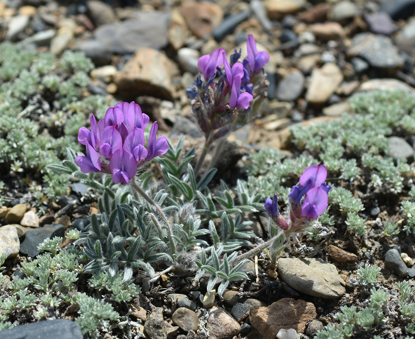 Изображение особи Oxytropis pumila.