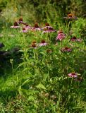 Echinacea purpurea