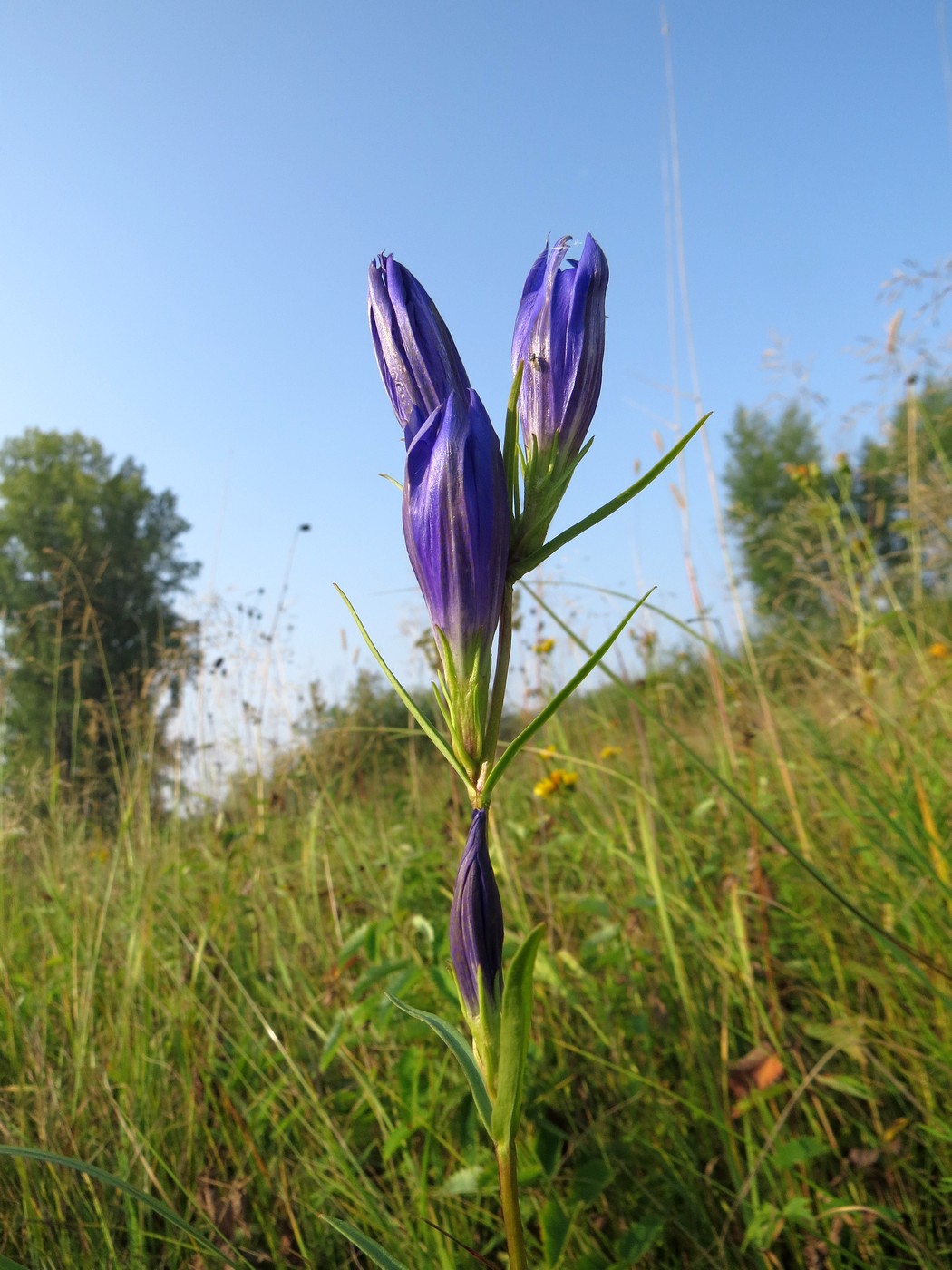 Изображение особи Gentiana pneumonanthe.