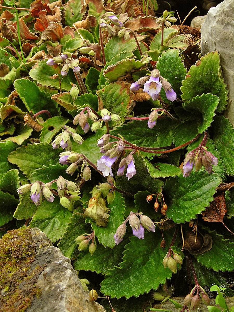 Изображение особи Haberlea rhodopensis.