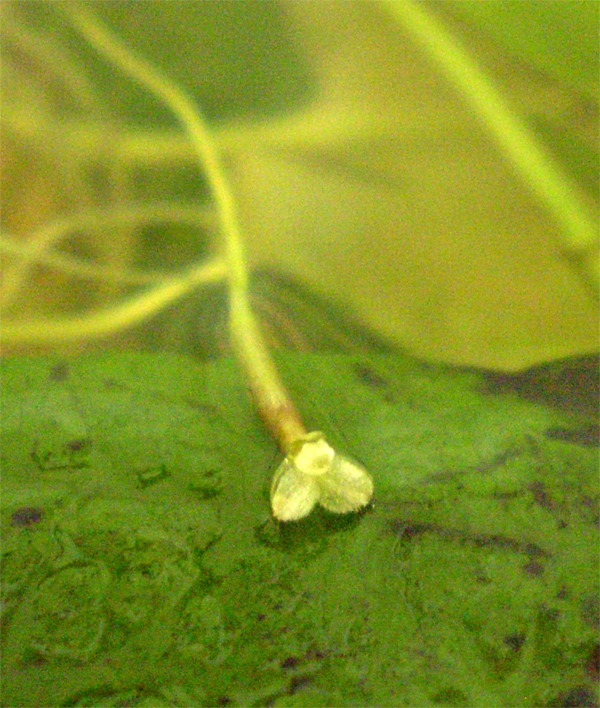 Image of Vallisneria spiralis specimen.