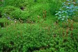 Polytrichum commune