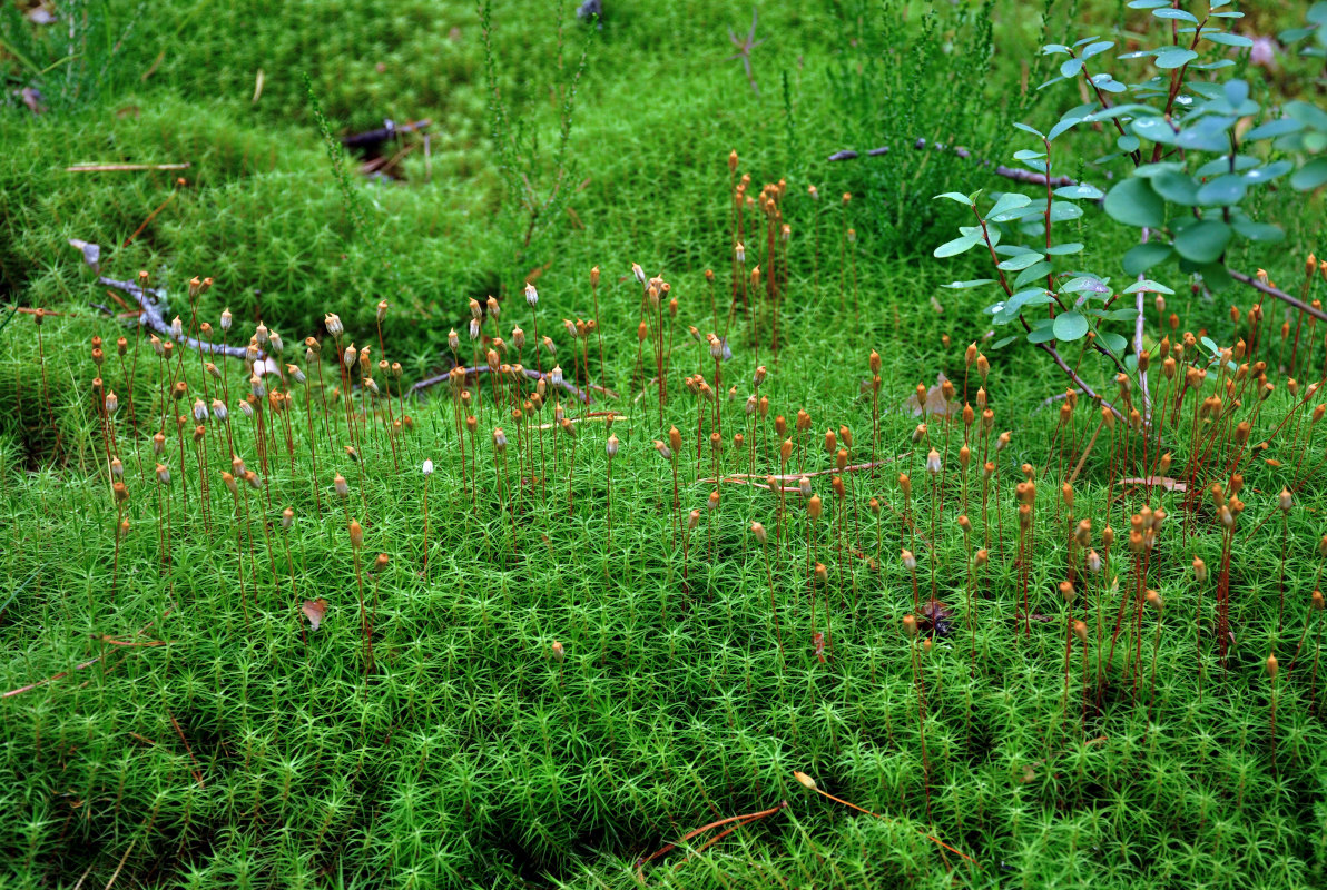 Изображение особи Polytrichum commune.