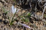 Crocus reticulatus