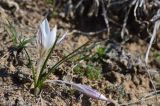 Crocus reticulatus