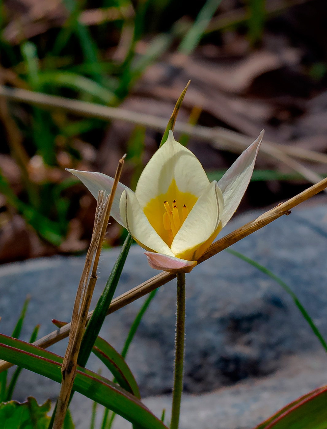 Image of Tulipa turkestanica specimen.