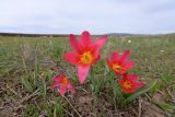 Tulipa berkariensis