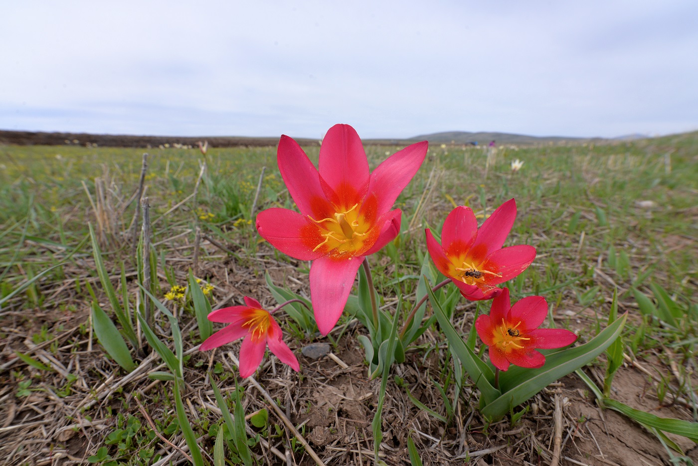 Изображение особи Tulipa berkariensis.