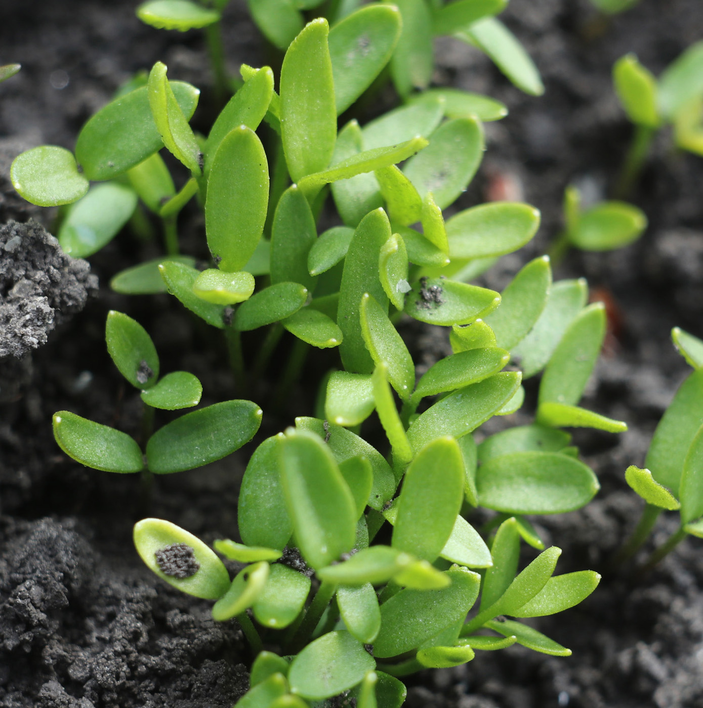 Image of Eranthis cilicica specimen.