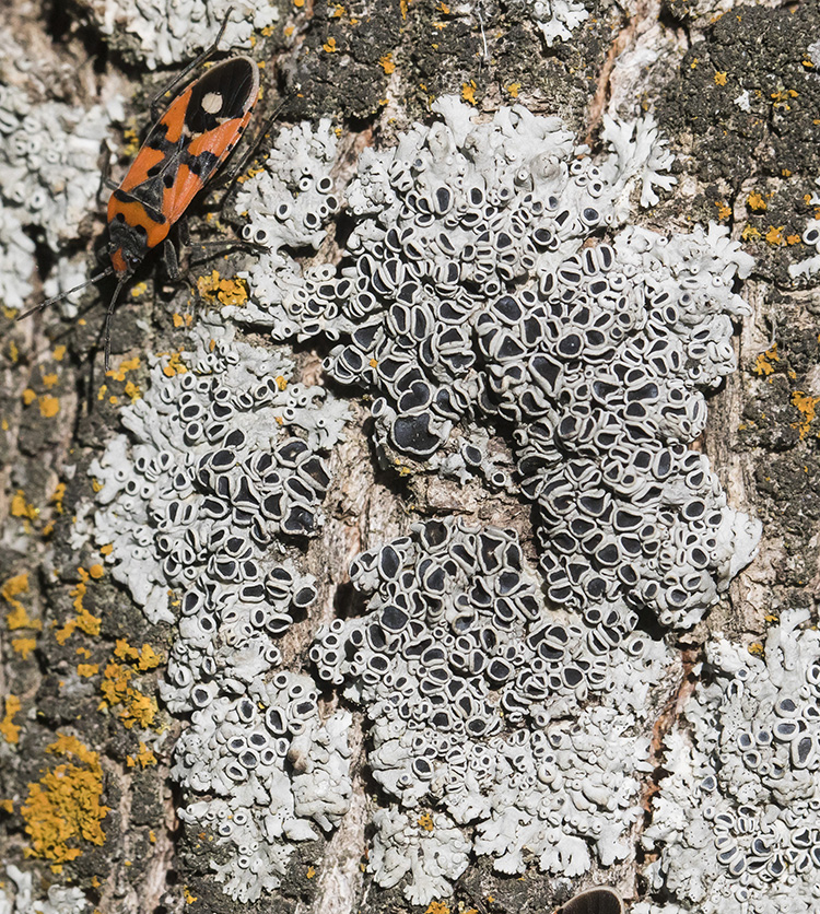 Image of genus Physcia specimen.