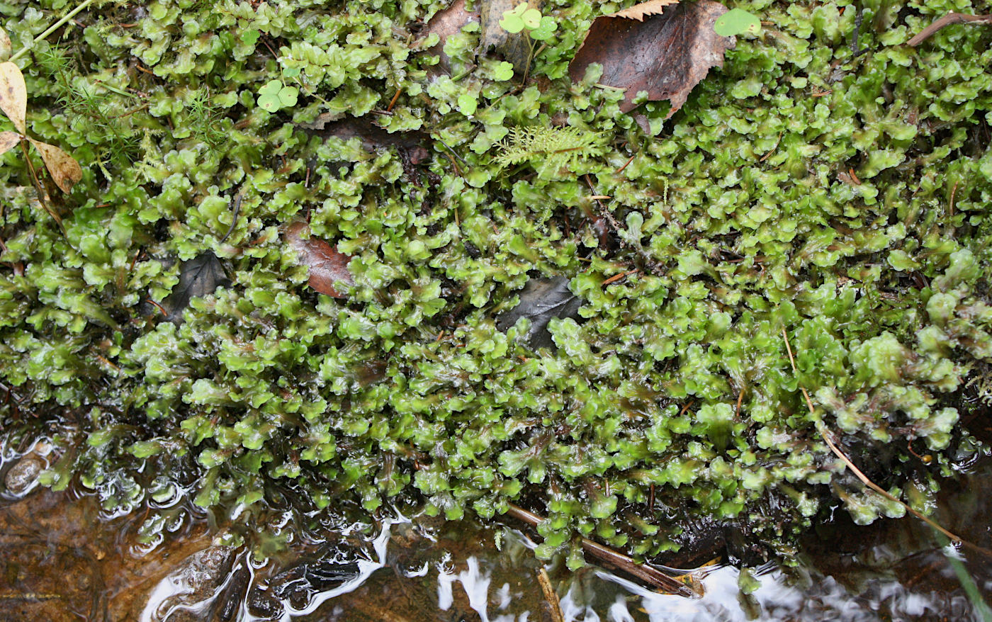 Image of genus Pellia specimen.