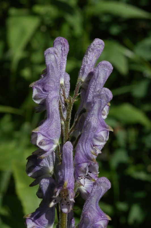 Image of Aconitum leucostomum specimen.