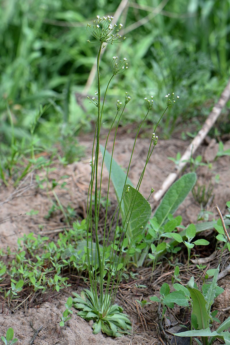 Image of Androsace septentrionalis specimen.