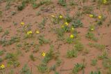 Ranunculus oxyspermus