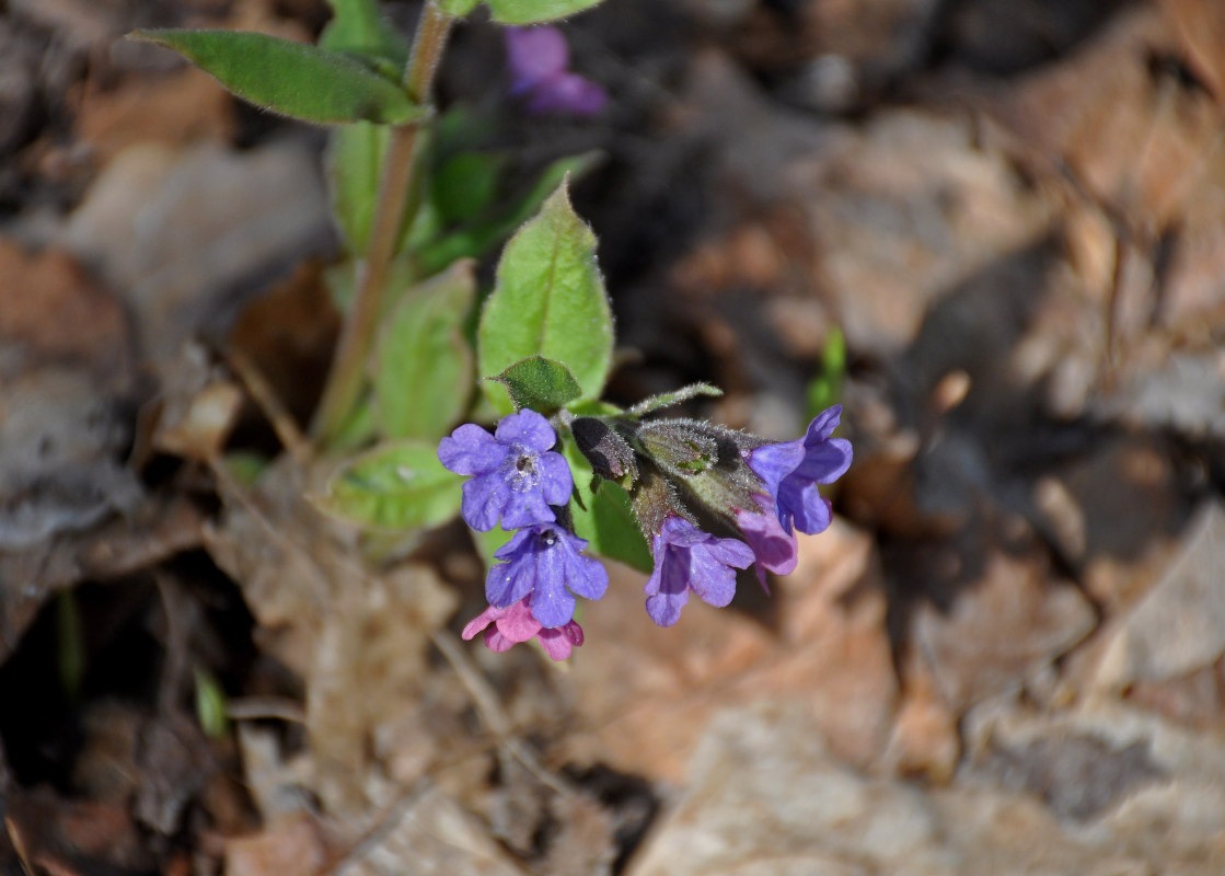 Изображение особи Pulmonaria obscura.