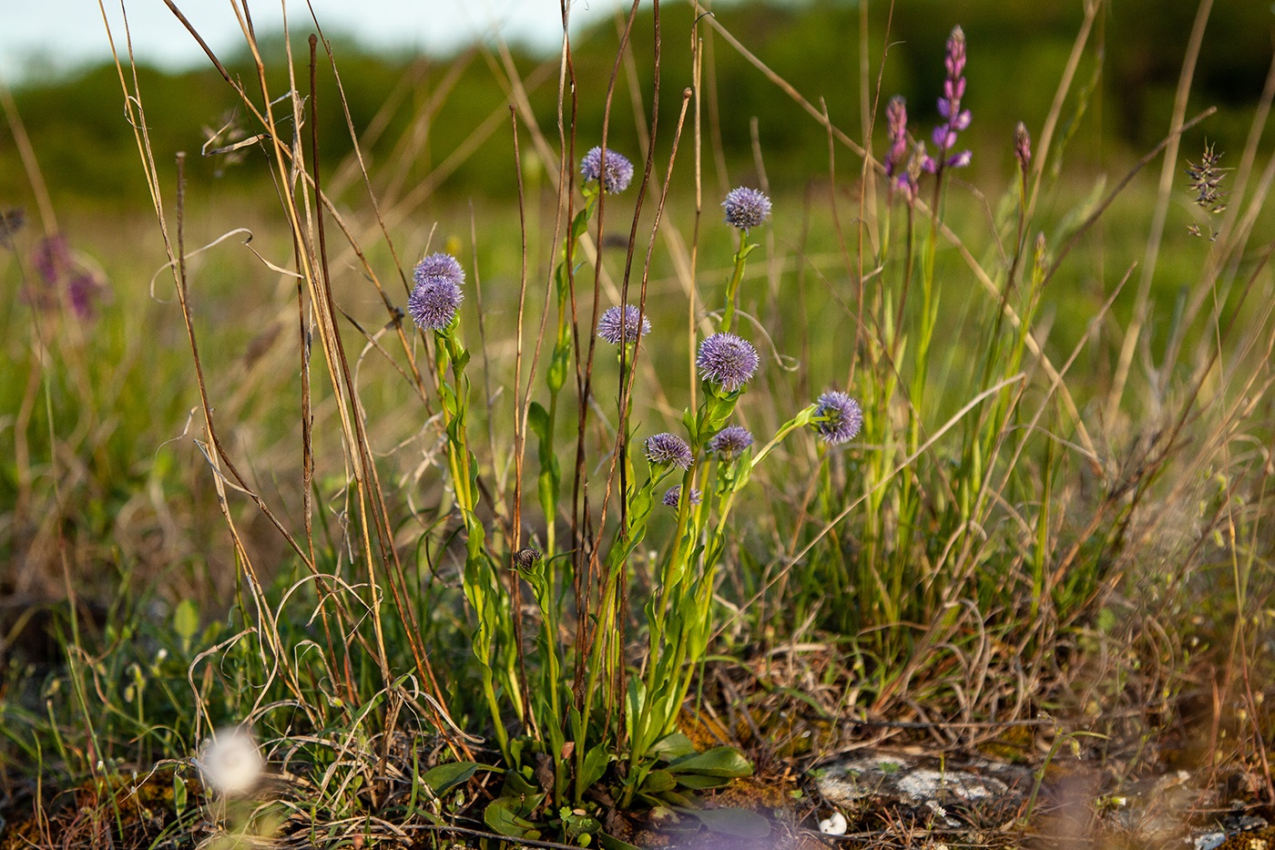 Image of Globularia bisnagarica specimen.