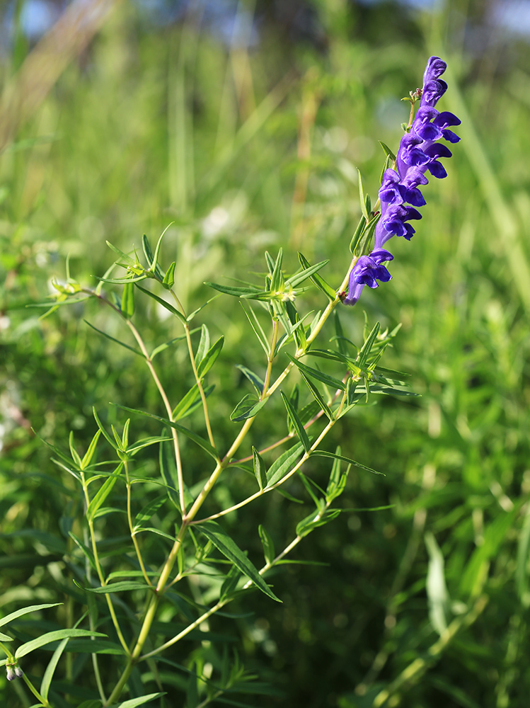 Изображение особи Scutellaria baicalensis.