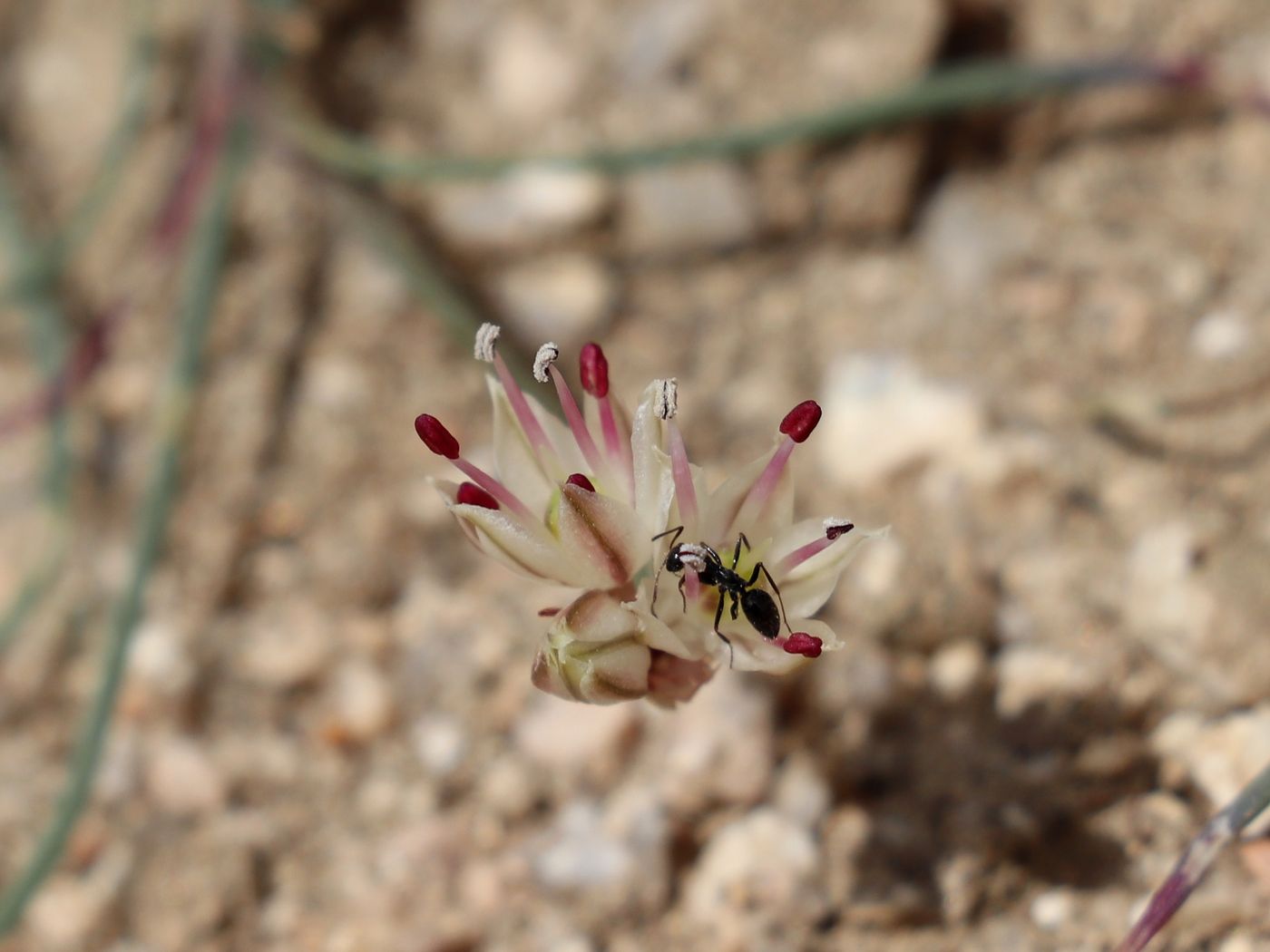 Изображение особи Allium kokanicum.