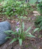 Hosta longissima