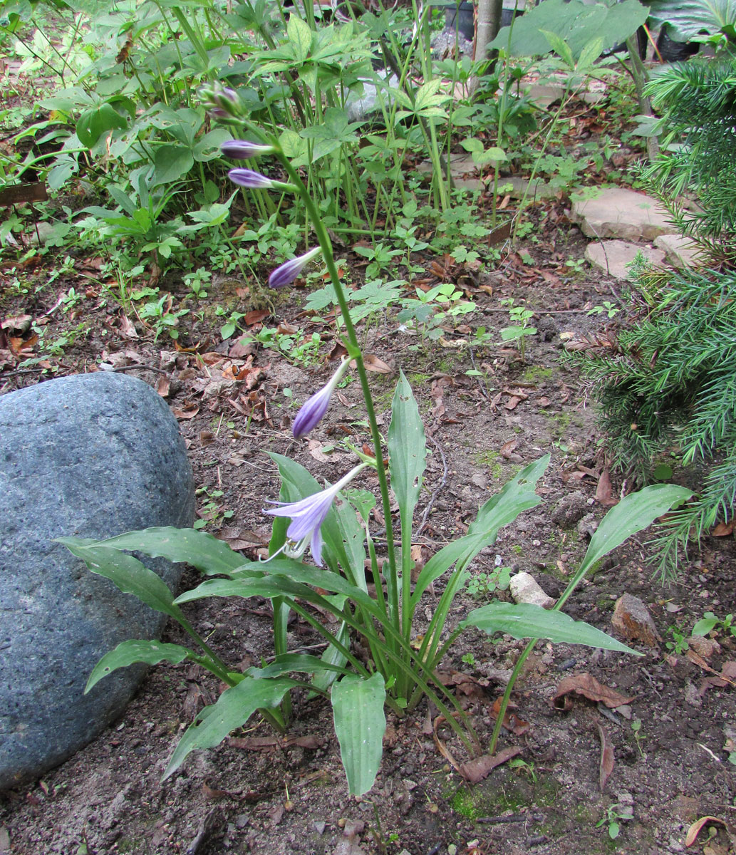 Изображение особи Hosta longissima.