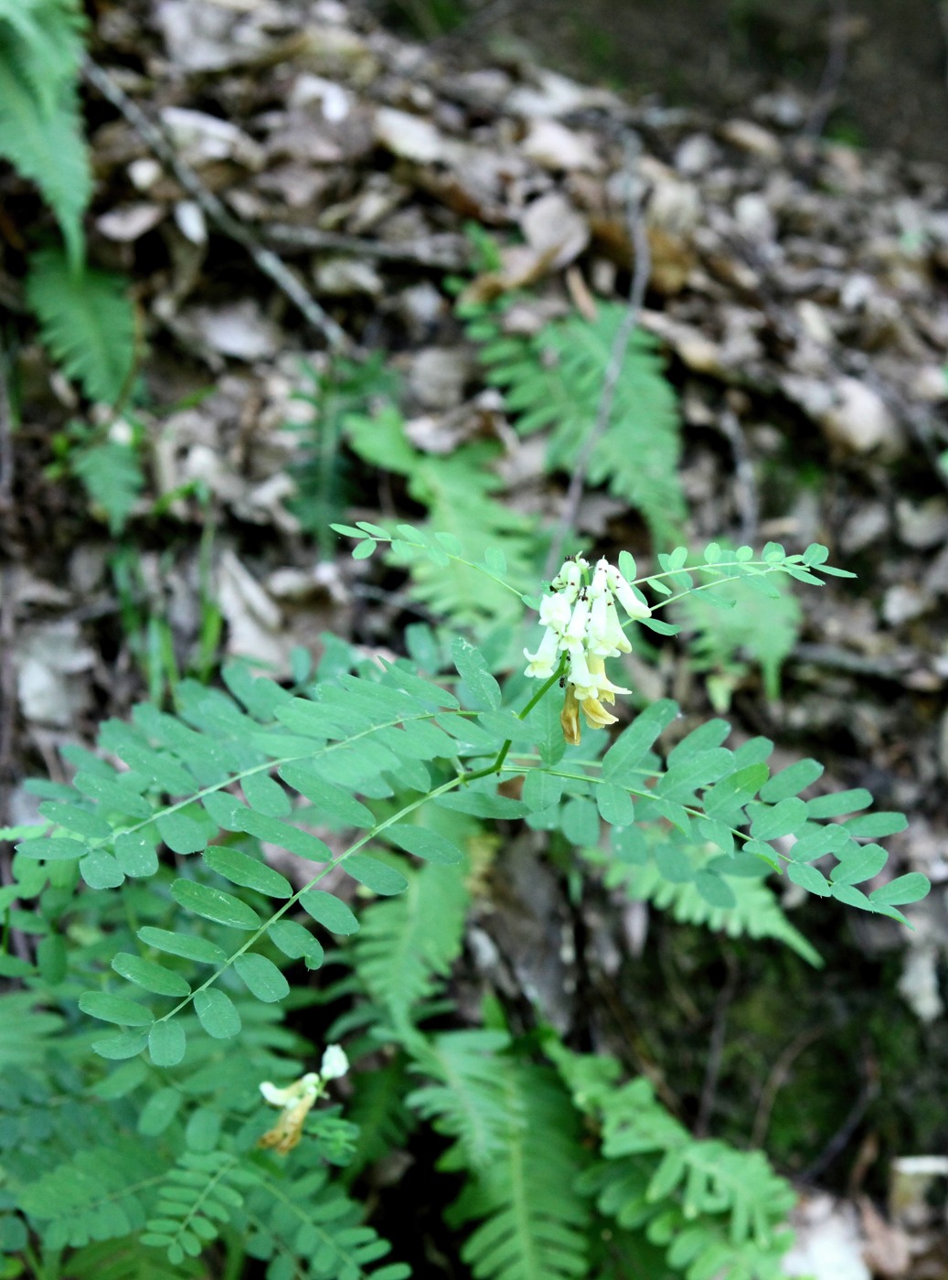 Изображение особи Vicia montenegrina.