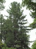 Pinus koraiensis. Взрослое дерево в смешанном сосново-широколиственном лесу. Приморский край, Лазовский р-н, Лазовский заповедник, 2 км Ю кордона Америка. 17.08.2009.