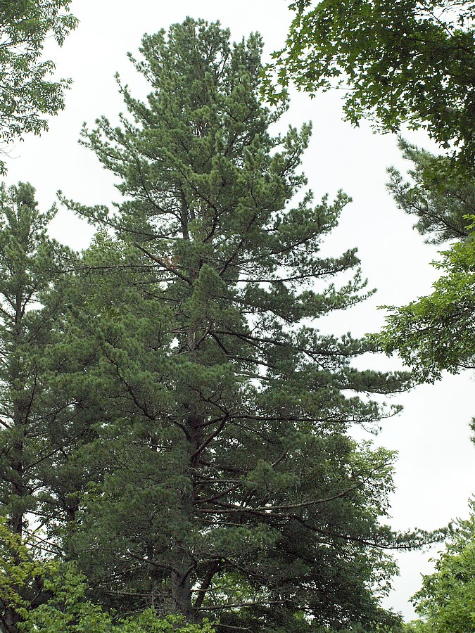 Изображение особи Pinus koraiensis.