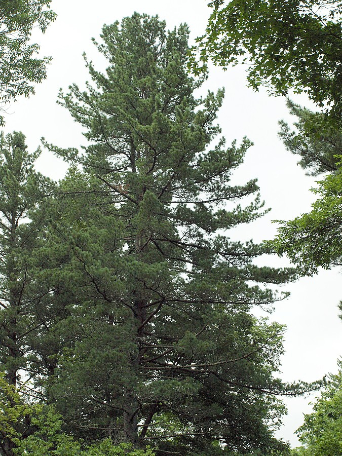 Image of Pinus koraiensis specimen.