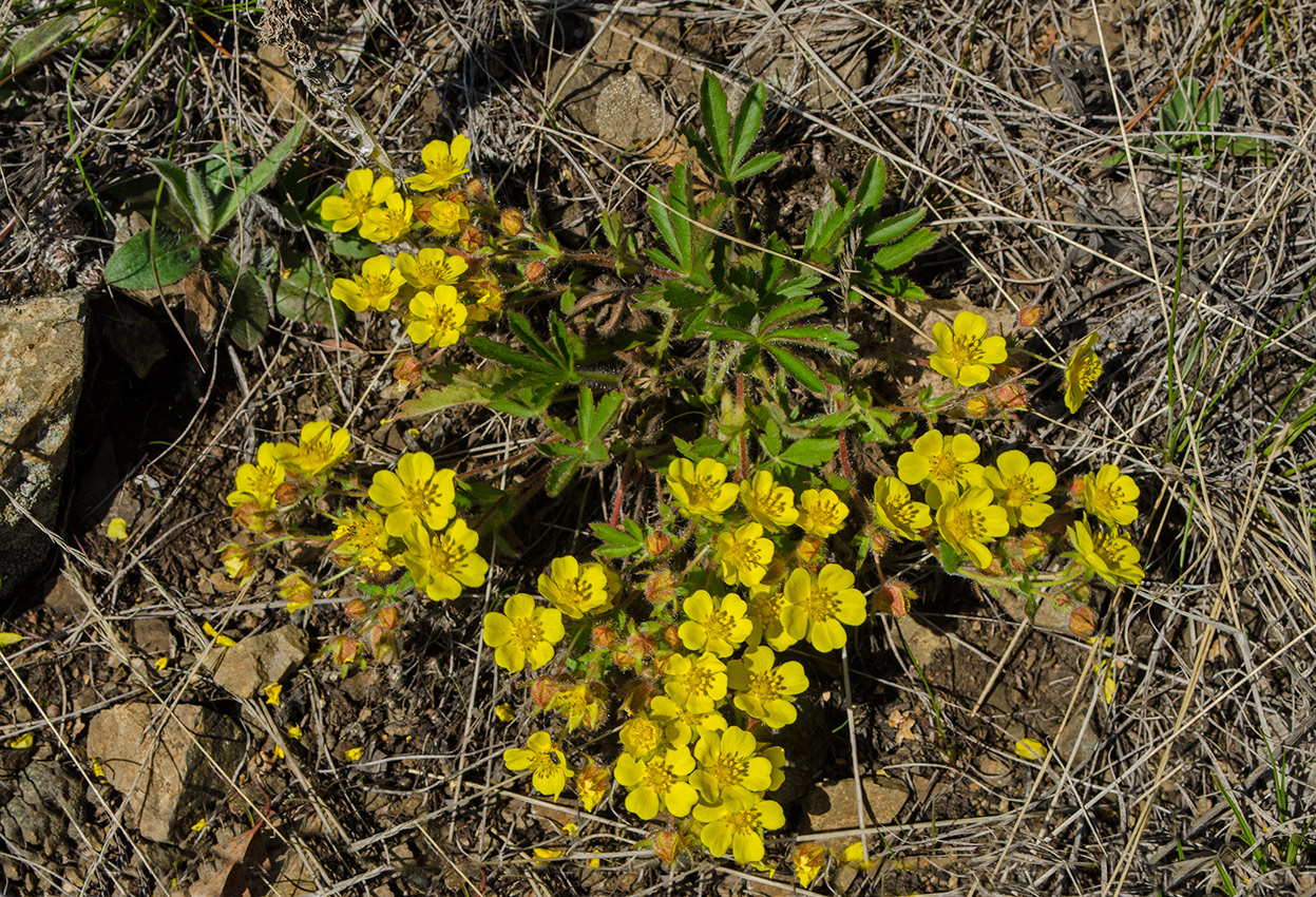 Изображение особи Potentilla humifusa.