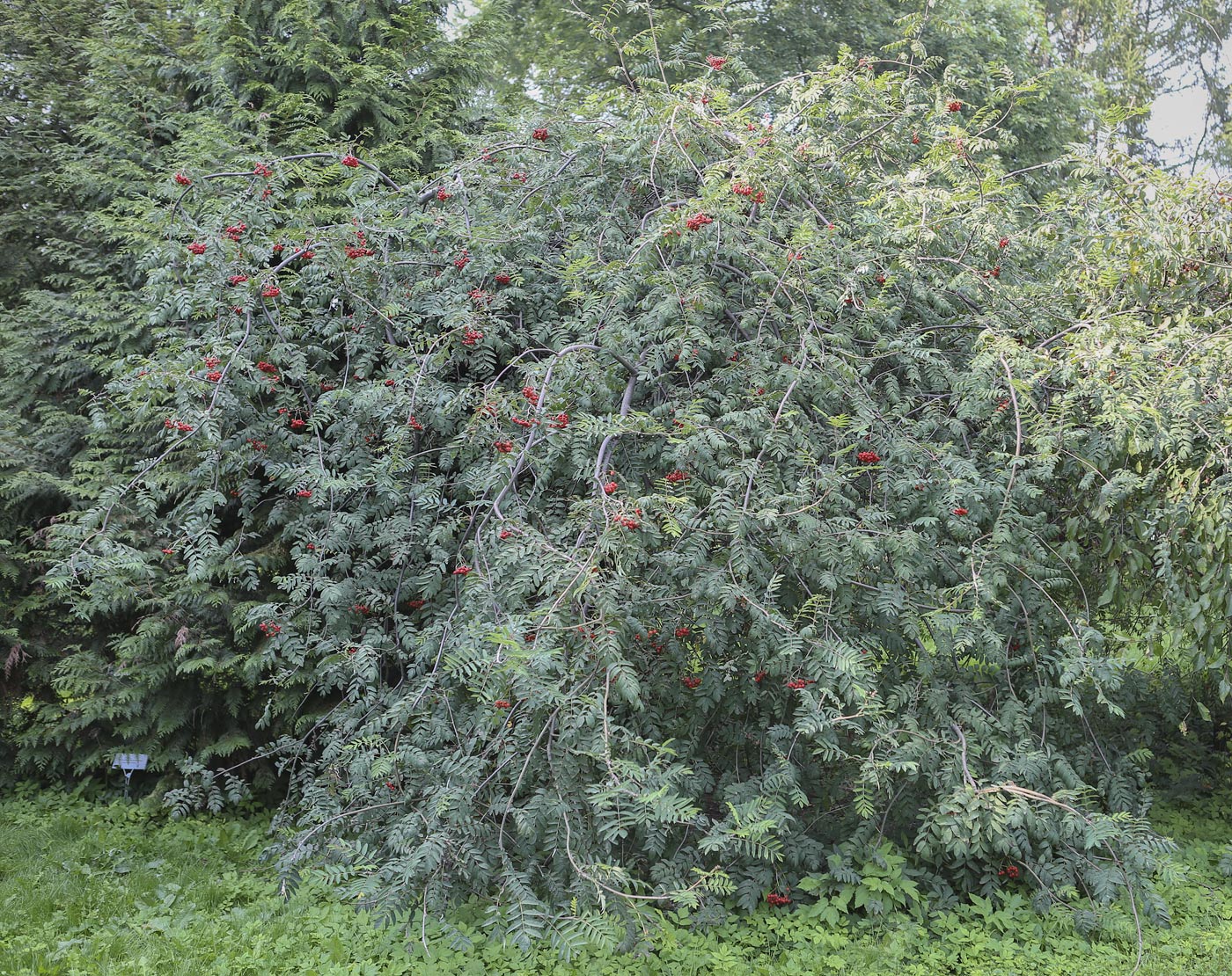 Image of Sorbus aucuparia specimen.