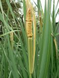 Typha latifolia. Соцветие и части листьев. Хабаровский край, Хабаровский р-н, окр ст. Хехцир. 05.07.2014.
