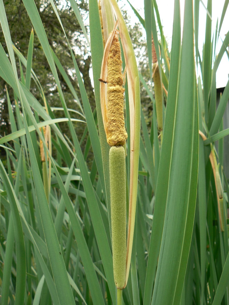 Изображение особи Typha latifolia.