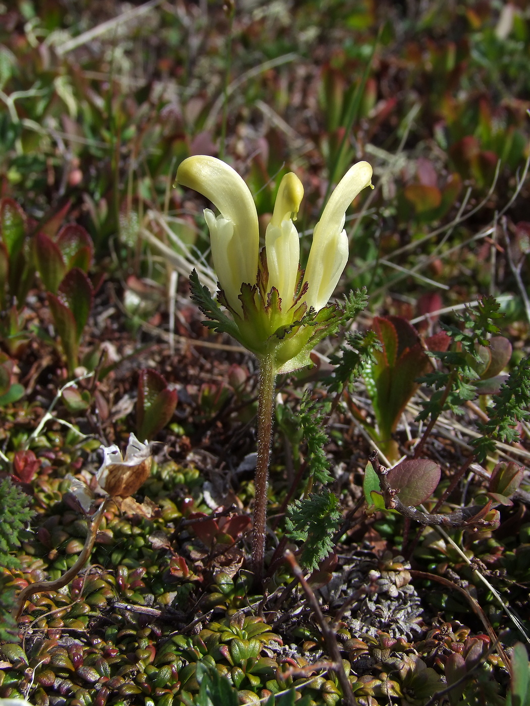 Image of Pedicularis capitata specimen.