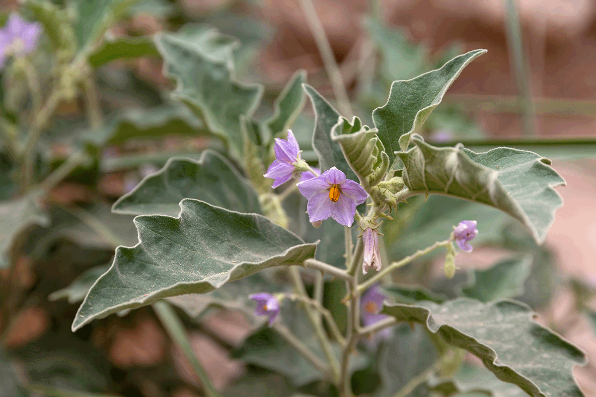 Изображение особи Solanum incanum.