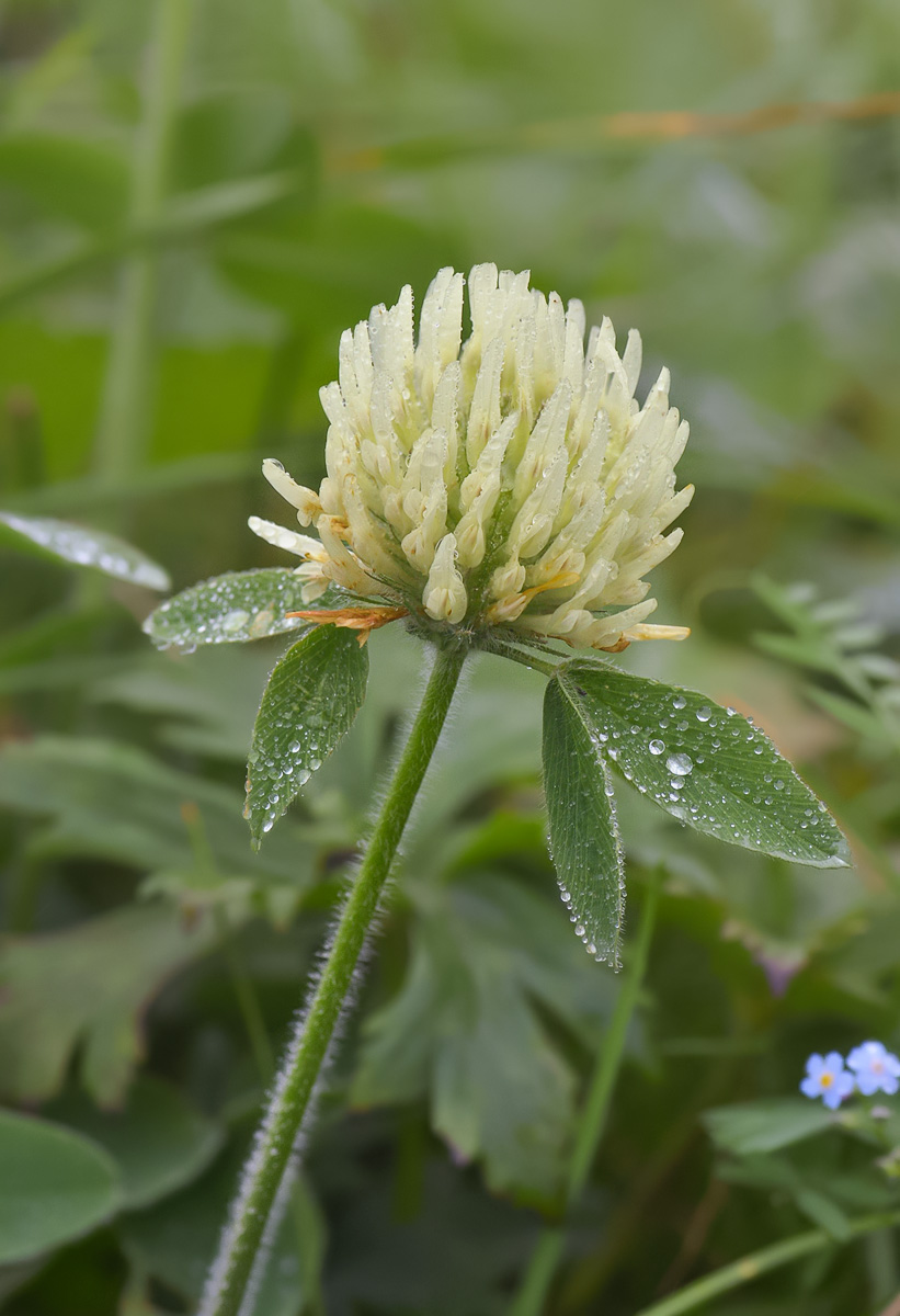 Изображение особи Trifolium canescens.