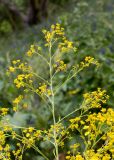 Crambe alutacea