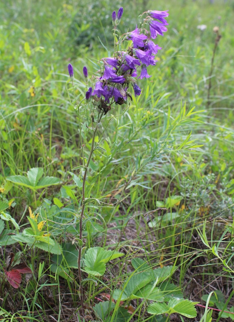 Изображение особи Campanula sibirica.